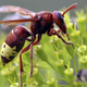 Image for article titled Solar-powered hornet is the Superman of the animal kingdom